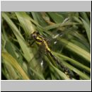 Gomphus vulgatissimus - Gemeine Keiljungfer jung 03.jpg